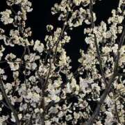 ヒメ日記 2025/03/22 01:16 投稿 千尋（チヒロ） アバンチュール(五反田)