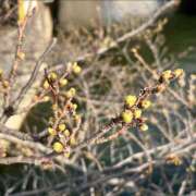 ヒメ日記 2025/03/27 00:01 投稿 千尋（チヒロ） アバンチュール(五反田)