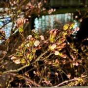 ヒメ日記 2025/03/30 00:46 投稿 千尋（チヒロ） アバンチュール(五反田)