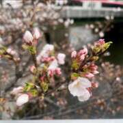 ヒメ日記 2025/04/02 00:46 投稿 千尋（チヒロ） アバンチュール(五反田)