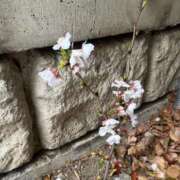 ヒメ日記 2025/04/04 00:01 投稿 千尋（チヒロ） アバンチュール(五反田)