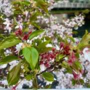 ヒメ日記 2025/04/13 00:16 投稿 千尋（チヒロ） アバンチュール(五反田)