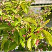 ヒメ日記 2025/04/24 23:32 投稿 千尋（チヒロ） アバンチュール(五反田)