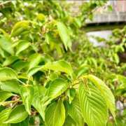 ヒメ日記 2025/04/29 19:46 投稿 千尋（チヒロ） アバンチュール(五反田)