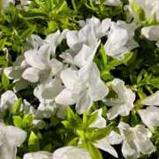 ヒメ日記 2025/05/04 00:16 投稿 千尋（チヒロ） アバンチュール(五反田)