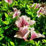 ヒメ日記 2025/05/24 23:02 投稿 千尋（チヒロ） アバンチュール(五反田)