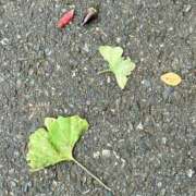 ヒメ日記 2025/11/13 00:01 投稿 千尋（チヒロ） アバンチュール(五反田)