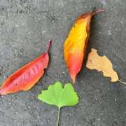 ヒメ日記 2025/11/23 21:01 投稿 千尋（チヒロ） アバンチュール(五反田)