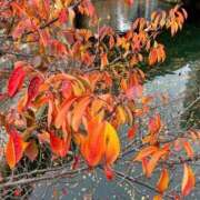 ヒメ日記 2025/12/09 09:46 投稿 千尋（チヒロ） アバンチュール(五反田)