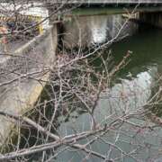 ヒメ日記 2026/03/15 12:46 投稿 千尋（チヒロ） アバンチュール(五反田)