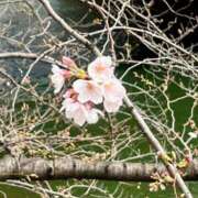 ヒメ日記 2026/03/24 00:31 投稿 千尋（チヒロ） アバンチュール(五反田)