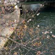 ヒメ日記 2026/03/31 00:31 投稿 千尋（チヒロ） アバンチュール(五反田)