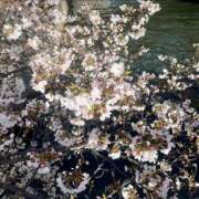 ヒメ日記 2026/04/03 00:31 投稿 千尋（チヒロ） アバンチュール(五反田)