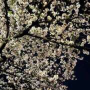 ヒメ日記 2026/04/04 00:16 投稿 千尋（チヒロ） アバンチュール(五反田)