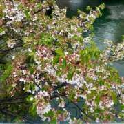 ヒメ日記 2026/04/11 00:46 投稿 千尋（チヒロ） アバンチュール(五反田)