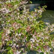 ヒメ日記 2026/04/12 15:01 投稿 千尋（チヒロ） アバンチュール(五反田)