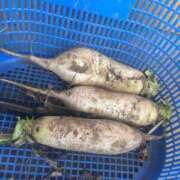 ヒメ日記 2025/06/12 00:18 投稿 紗耶 ダイバーシティ錦糸町 蘭の会