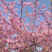 ヒメ日記 2025/03/23 21:31 投稿 ゆり 藤沢人妻城