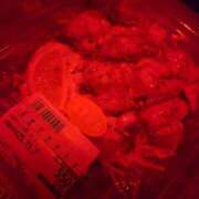 ヒメ日記 2025/11/07 19:24 投稿 ゆう REDROOM (レッドルーム)