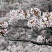 ヒメ日記 2026/04/02 13:41 投稿 はな 初体験