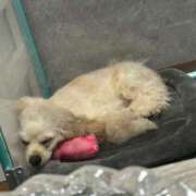 ヒメ日記 2025/01/21 19:59 投稿 ゆん ラブライフ所沢川越