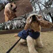 ヒメ日記 2025/03/31 18:24 投稿 ゆん ラブライフ所沢川越