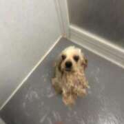 ヒメ日記 2025/05/28 01:24 投稿 ゆん ラブライフ所沢川越