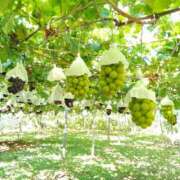 ヒメ日記 2025/09/13 23:45 投稿 あかね 横浜 風俗 妻がオンナに変わるとき