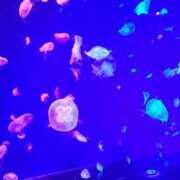 あかね 癒やし 横浜 風俗 妻がオンナに変わるとき