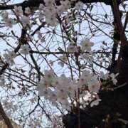 ヒメ日記 2026/03/30 11:46 投稿 きらり 熟女家 ミナミエリア店