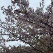 星野あい 星野です🌸 若奥サマンサ（横浜ハレ系）