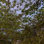 星野あい 本日 若奥サマンサ（横浜ハレ系）