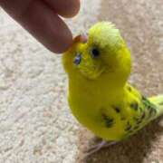 ヒメ日記 2025/12/11 16:20 投稿 あやの ミスターダンディ パート2