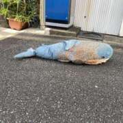 あやの 鯨が打ち上がったとは聞いたけど… ミスターダンディ パート2