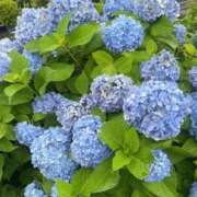 ヒメ日記 2025/06/15 22:03 投稿 川奈 モアグループ大宮人妻花壇