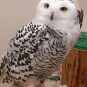 ヒメ日記 2025/02/07 22:54 投稿 さやか プレイボーイ(八王子)