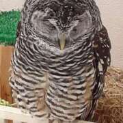 ヒメ日記 2025/02/26 22:47 投稿 さやか プレイボーイ(八王子)