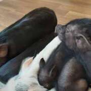 ヒメ日記 2025/04/08 00:47 投稿 さやか プレイボーイ(八王子)