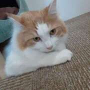 ヒメ日記 2025/04/08 22:03 投稿 さやか プレイボーイ(八王子)