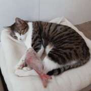 ヒメ日記 2025/04/09 23:00 投稿 さやか プレイボーイ(八王子)