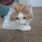 ヒメ日記 2025/04/15 15:46 投稿 さやか プレイボーイ(八王子)