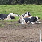 ヒメ日記 2025/05/29 22:19 投稿 さやか プレイボーイ(八王子)