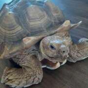 ヒメ日記 2025/07/25 00:44 投稿 さやか プレイボーイ(八王子)