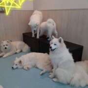 ヒメ日記 2026/02/17 23:14 投稿 さやか プレイボーイ(八王子)