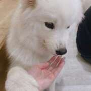 ヒメ日記 2025/03/20 16:20 投稿 いのり・SP やまとなでしこ桜組