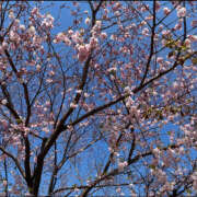 ヒメ日記 2025/04/04 09:55 投稿 ミイ 厚木オイルリンパ性感　厚木メンズエステm