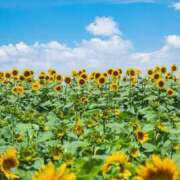 ヒメ日記 2025/08/10 09:57 投稿 ミイ 厚木オイルリンパ性感　厚木メンズエステm