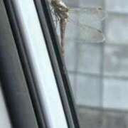 ヒメ日記 2025/11/05 15:18 投稿 ゆい ルージュ(会津若松)