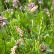 ヒメ日記 2026/04/09 15:18 投稿 ゆい ルージュ(会津若松)