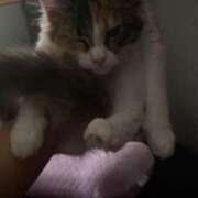 ヒメ日記 2025/04/13 19:05 投稿 ゆん Love Life(ラブライフ) 池袋店